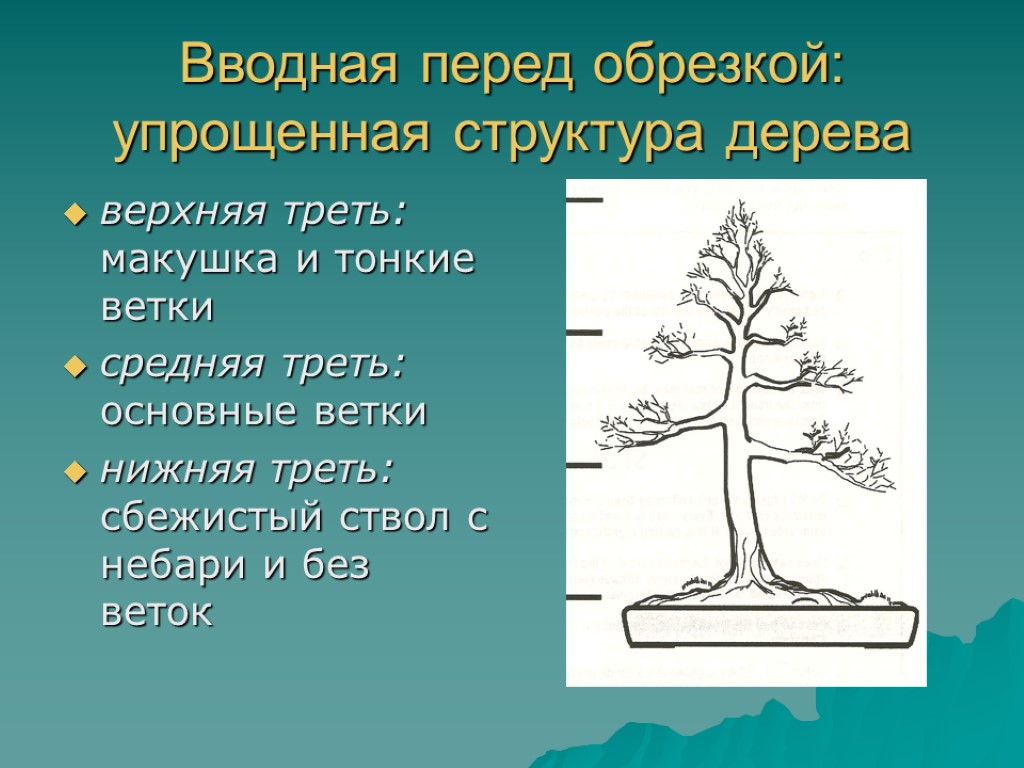 Вводная перед обрезкой: упрощенная структура дерева верхняя треть: макушка и тонкие ветки средняя треть: